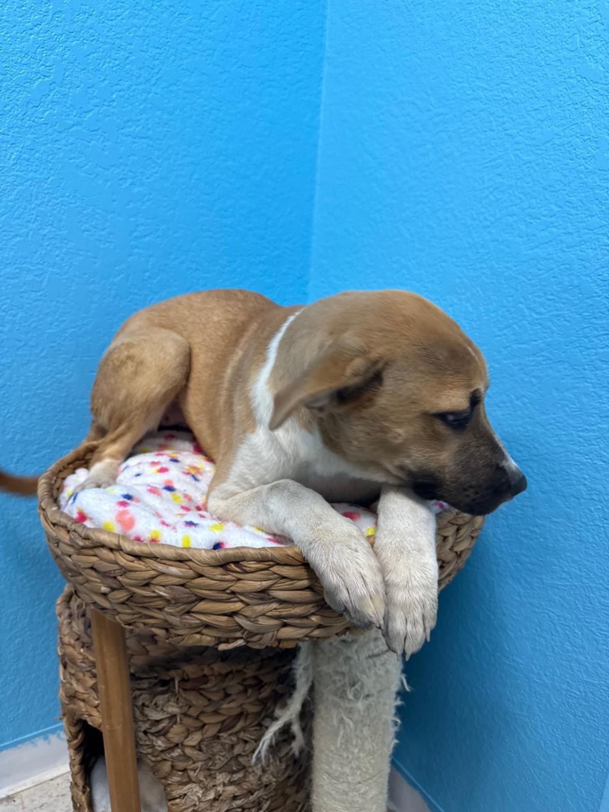 Saguaro #D25-05029: Female Dog