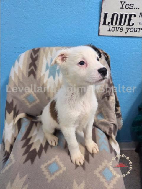 Bradley #D25-05033: Female Dog