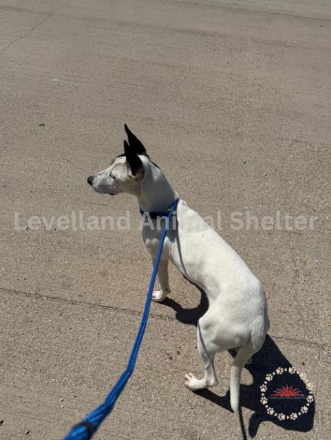 Cricket #D25-07005: Female Dog