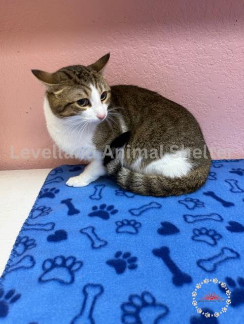 Jerry #C25-07002: Male Cat