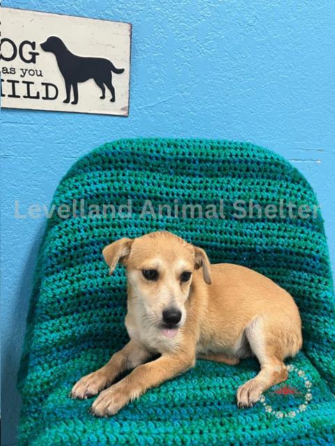Boo #D25-05061: Female Dog