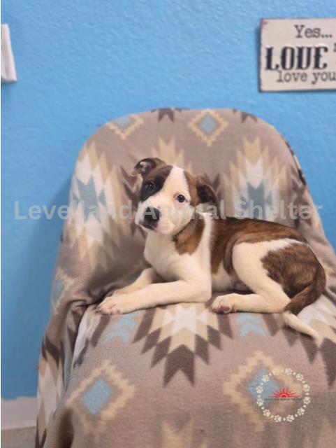 Norman #D25-05036: Male Dog