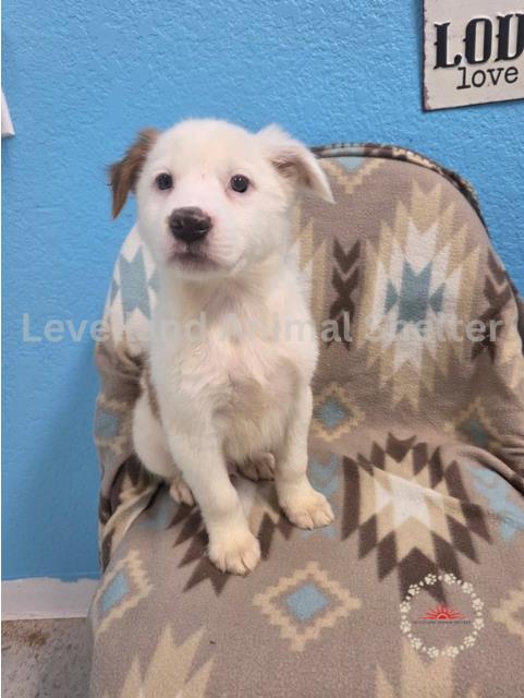 Dylan #D25-05037: Male Dog