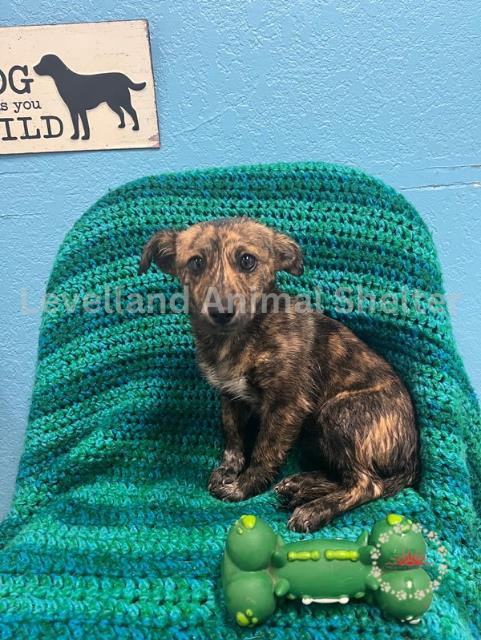 Celia #D25-05060: Female Dog