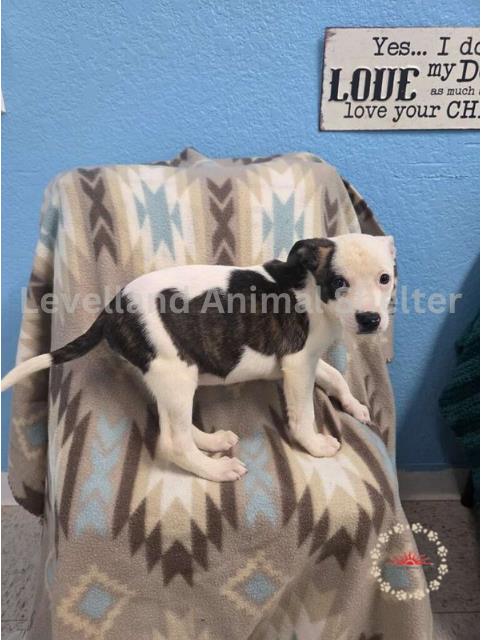 Norma #D25-05035: Female Dog