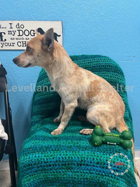 Roz #D25-05059: Female Dog
