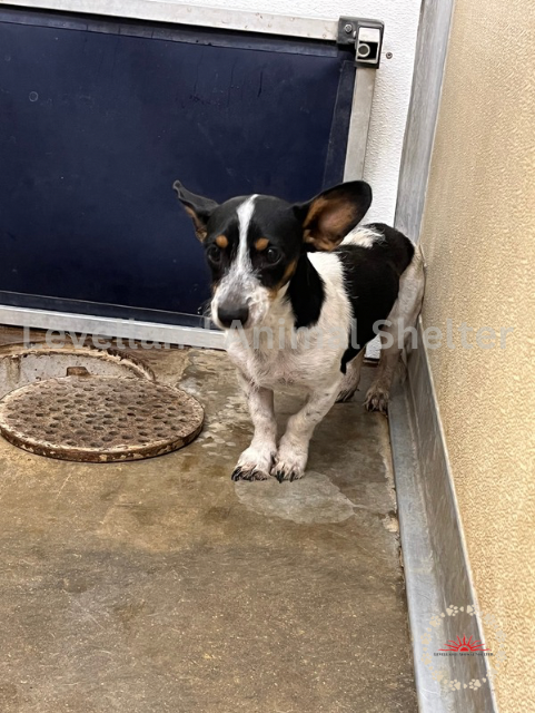 Levelland Animal Shelter