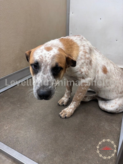 Levelland Animal Shelter